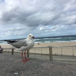 View of seagull on railing against sea
