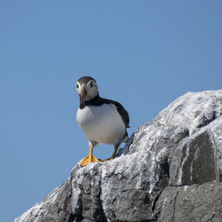 Low angle view of bird perching on rock