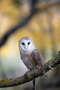 Close-up of owl perching on branch