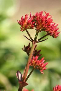 Close-up of red flowering plant