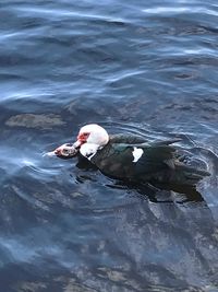 High angle view of duck swimming in lake