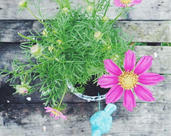 Close-up of pink flowers