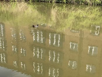 View of birds swimming in lake