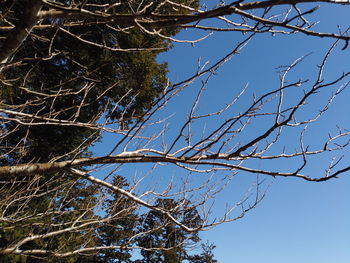 Low angle view of bare tree against clear blue sky