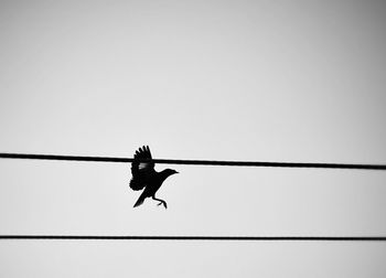 Low angle view of bird flying by cables against clear sky