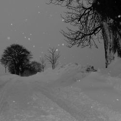 Bare trees on snow covered landscape