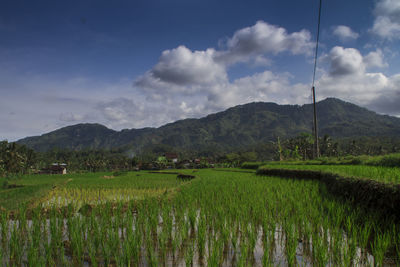 Scenic view of agricultural field against sky