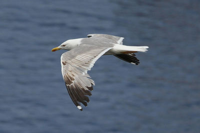 Seagull flying in the sky