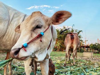 Cows in a field