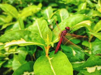 Close-up of insect on leaf