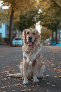 Portrait of golden retriever on street in city