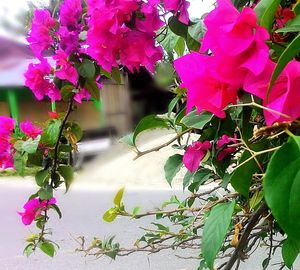 Close-up of plants against blurred water