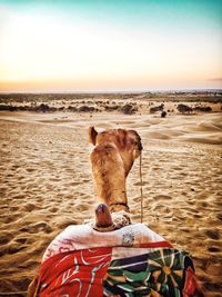 Camel relaxing at desert