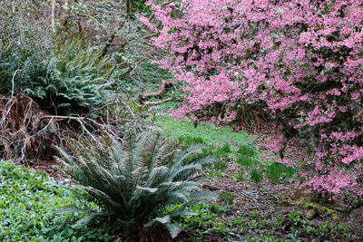 High angle view of pink flowering plants