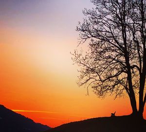 Silhouette of tree at sunset