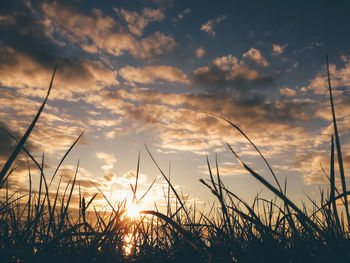 Silhouette plants growing on field against sky during sunset