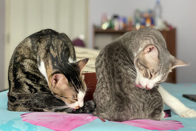 Close-up of cats on bed