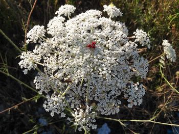 Close-up of fresh white flowers on plant