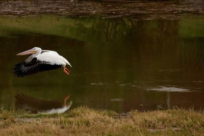 Bird flying over lake