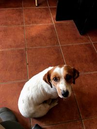 High angle portrait of puppy on tiled floor