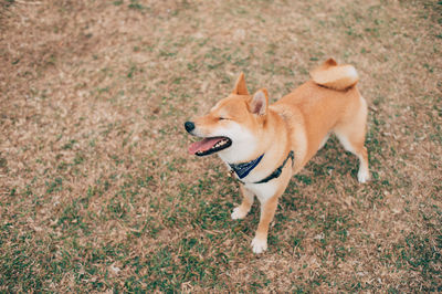 High angle view of dog standing on field
