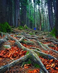 Scenic view of forest