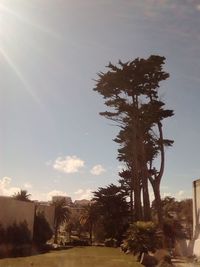 Trees on landscape against sky