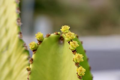 Flowers of a cactus