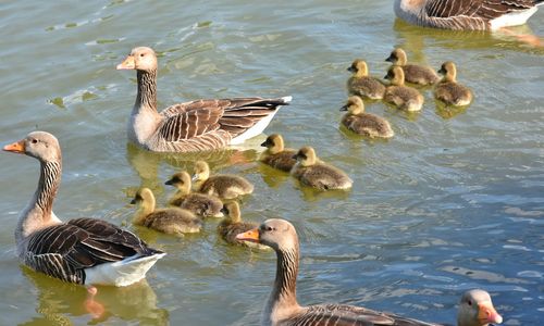 Ducks in lake