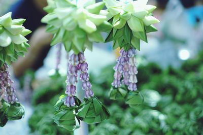 Close-up of purple flowering plant