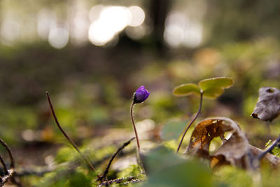 Close-up of purple flowering plants on field