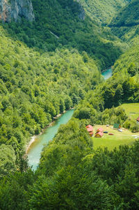 Scenic view of land amidst trees in forest