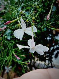 Close-up of flower