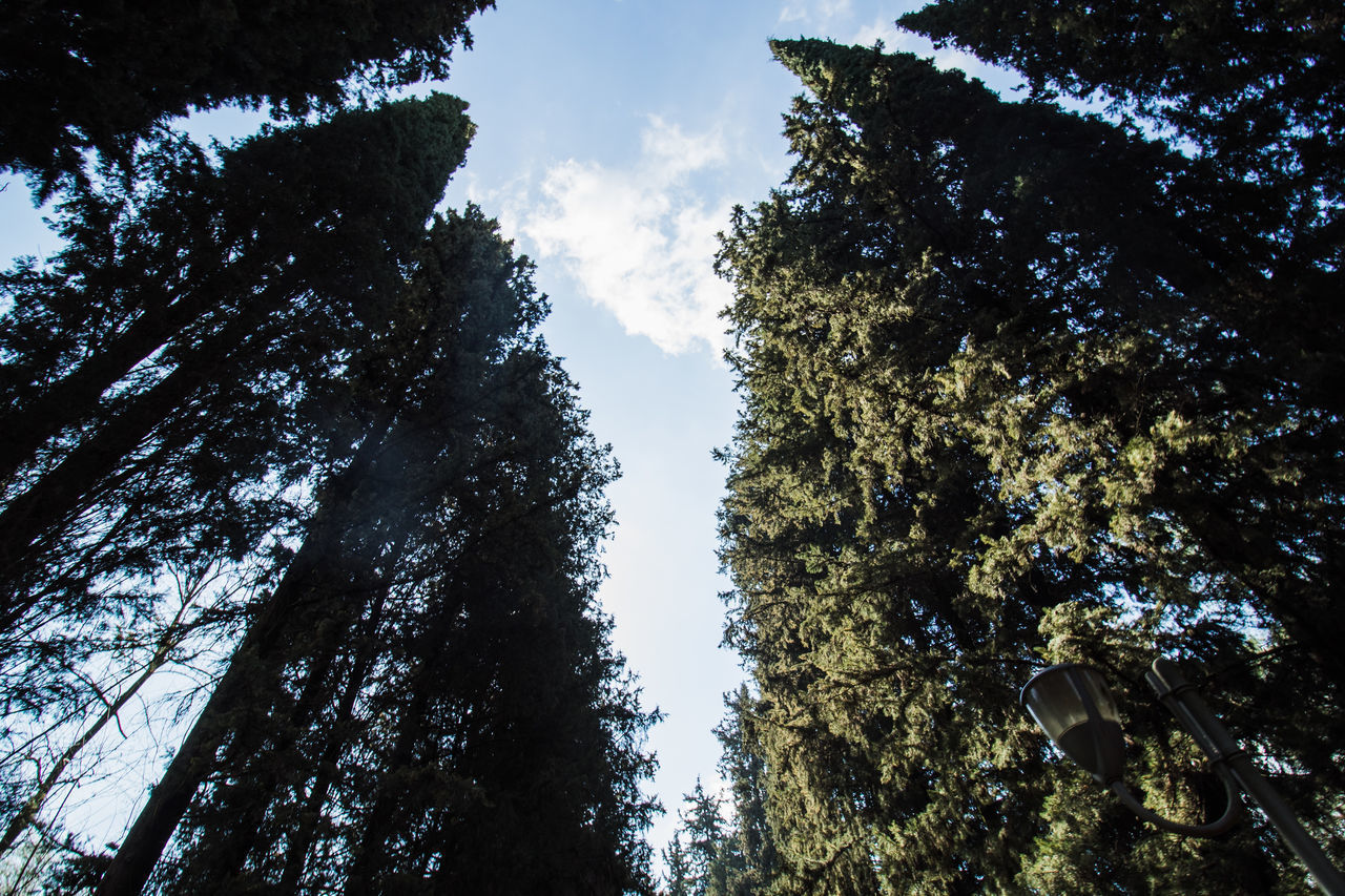 LOW ANGLE VIEW OF TREES GROWING IN FOREST AGAINST SKY