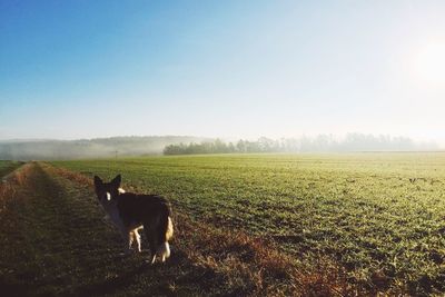 Horse grazing on grassy field