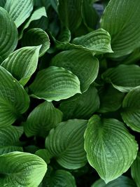 Hosta plant leaves.