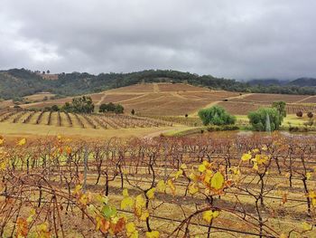 Scenic view of field against cloudy sky