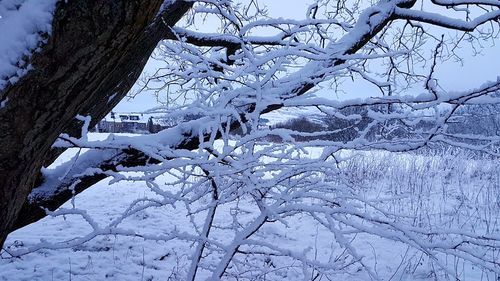 Frozen tree against sky during winter