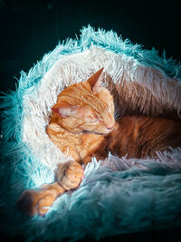 Close-up of cat lying on bed