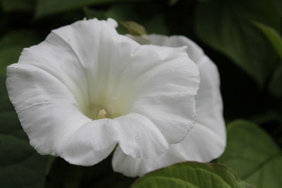 Close-up of white flowers