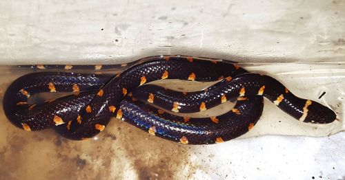 Close-up of snake on sand