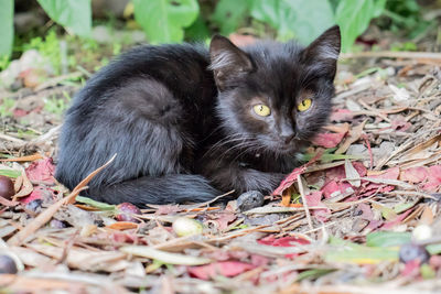 Portrait of cat relaxing on field