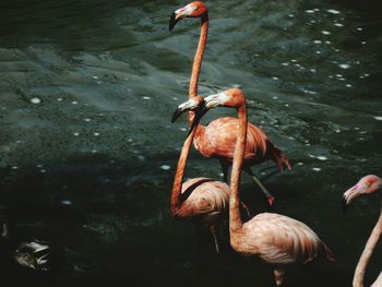 Close-up of birds in lake