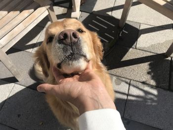 Dog with hand on floor