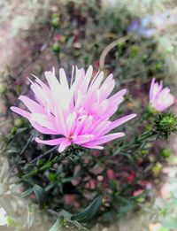 Close-up of pink flowering plant