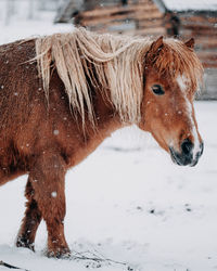 Brown horse on snow covered field