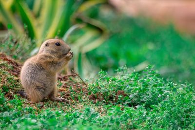 Close-up of rabbit on field