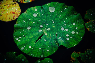 High angle view of water drops on leaves