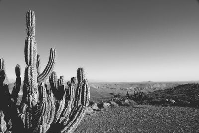 Cactus growing in desert against sky