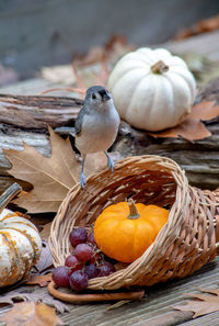 Adorable tufted titmouse stands on the rim of a cornucopia of food